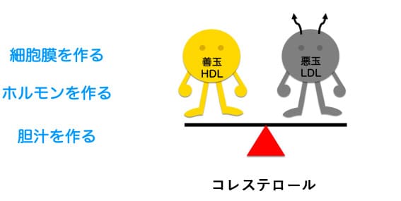 コレステロールはエネルギー源にならない