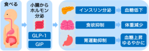 GLP-1の図解