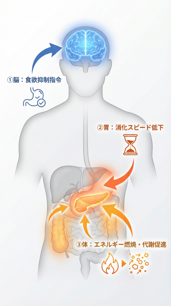 マンジャロによる食欲抑制、消化器運動低下、脂肪燃焼効果の図説 神戸市灘区 肥満治療 おおや内科